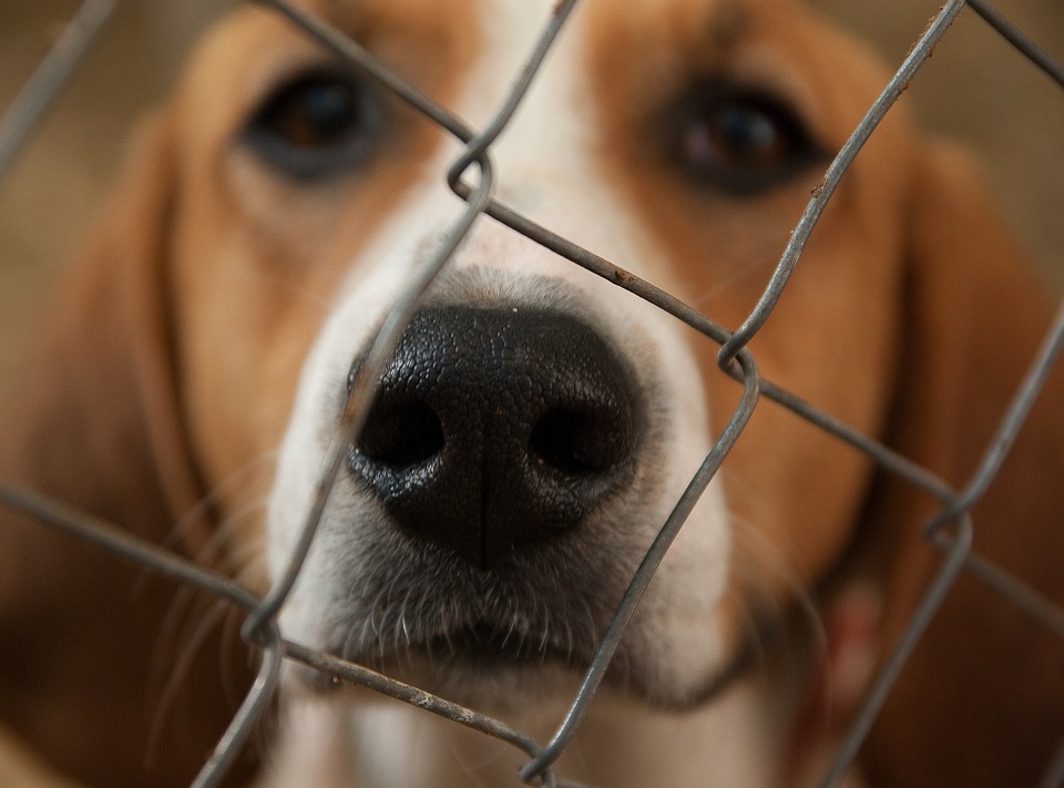 dog-1437540_960_720.jpg