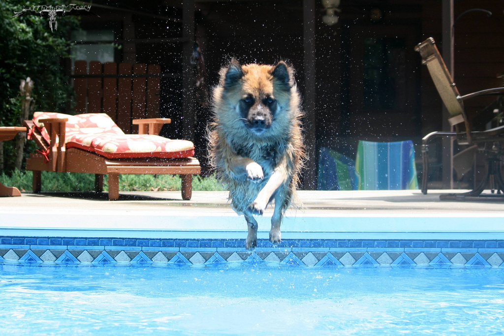Cesar Millan 10 nyári tippje