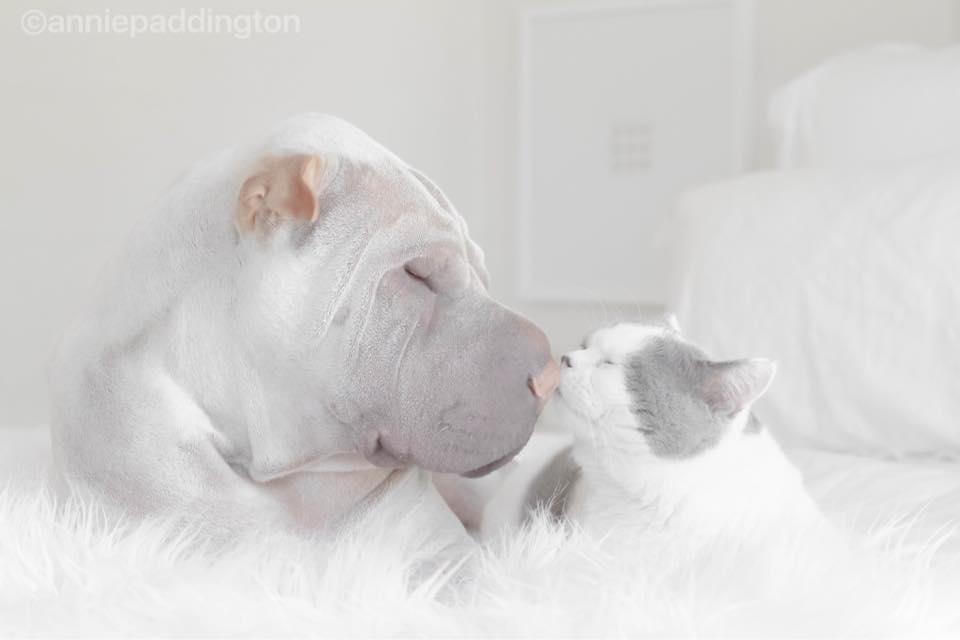 anniepaddington 10