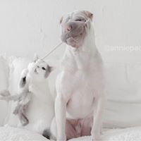 anniepaddington 20