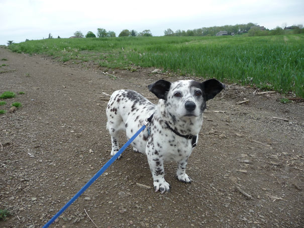 corgi keverekek dalmata