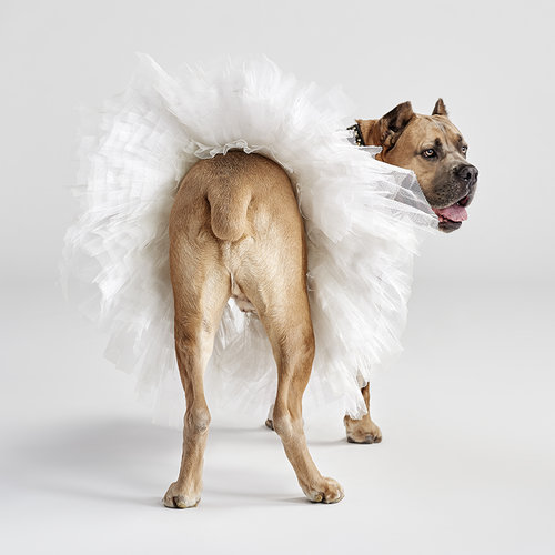 dancers and dogs 10