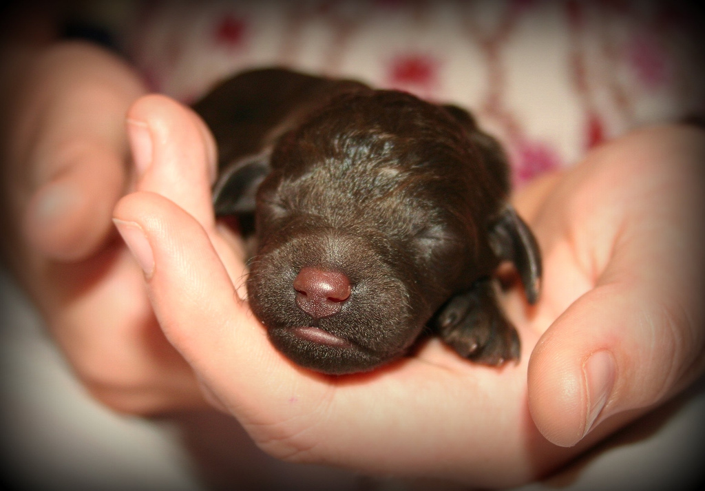 kutya újszülött puppy - randevau.hu
