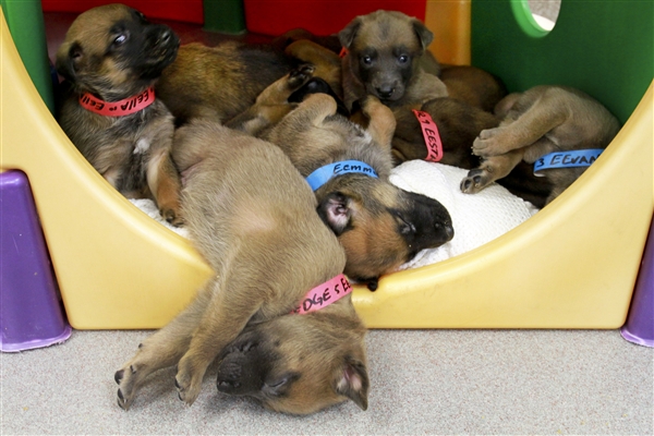 kutya puppy alom cuki kiskutya - randevau.hu