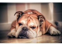 angol_bulldog2