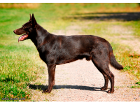 ausztrl_kelpie1