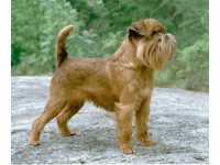 brsszeli_griffon