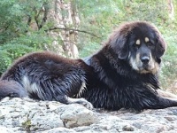 tibeti_masztiff1
