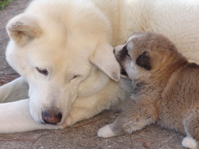 akita2