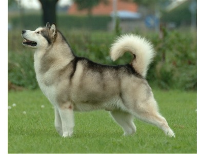 alaskan_malamute