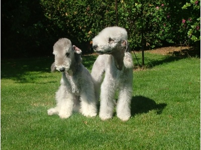 bedlington_terrier2