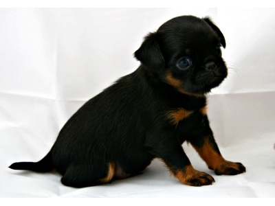 belga_griffon2