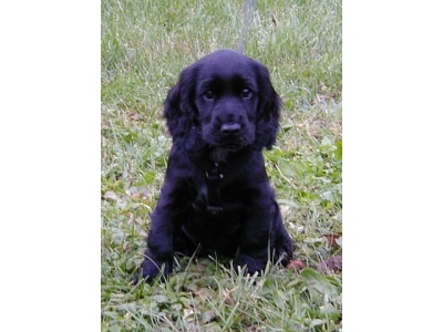 cocker_spaniel2