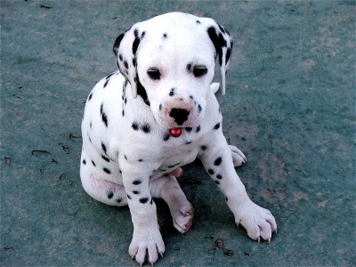 dalmata2