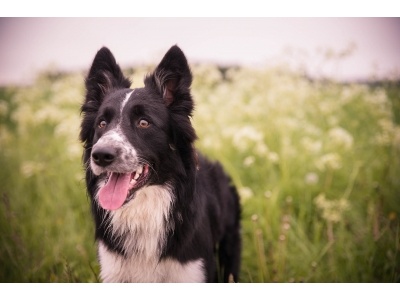 dog-2501240_1920