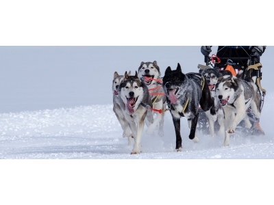 huskies-4