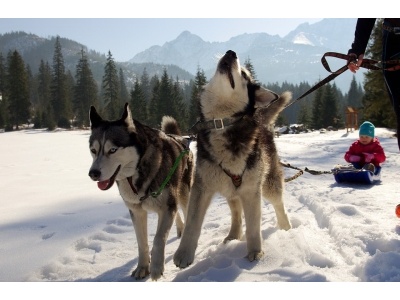 husky3