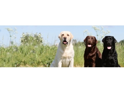 labrador_retriever1