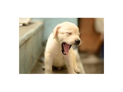 labrador_retriever2