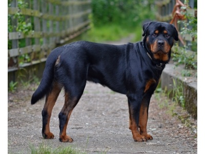 rottweiler1