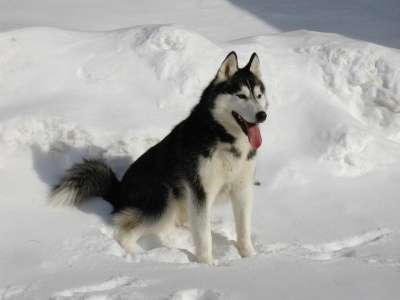 siberian-husky1
