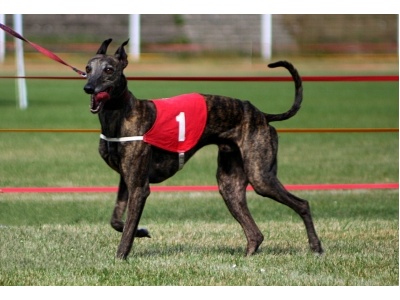 whippet2