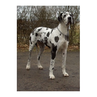 dn_dog1