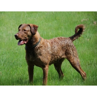 chesapeake_bay_retriever1