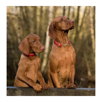dog-1086286_1280