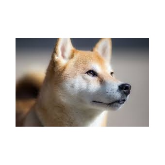 shibainu3